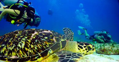 cancun diving