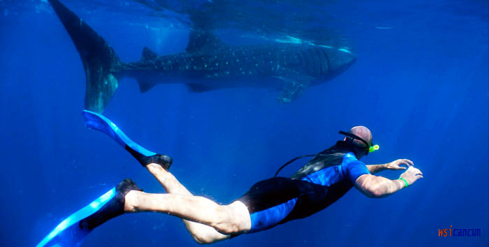 cancun whaleshark
