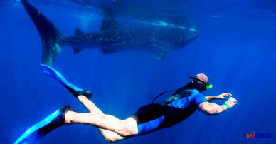 cancun whaleshark